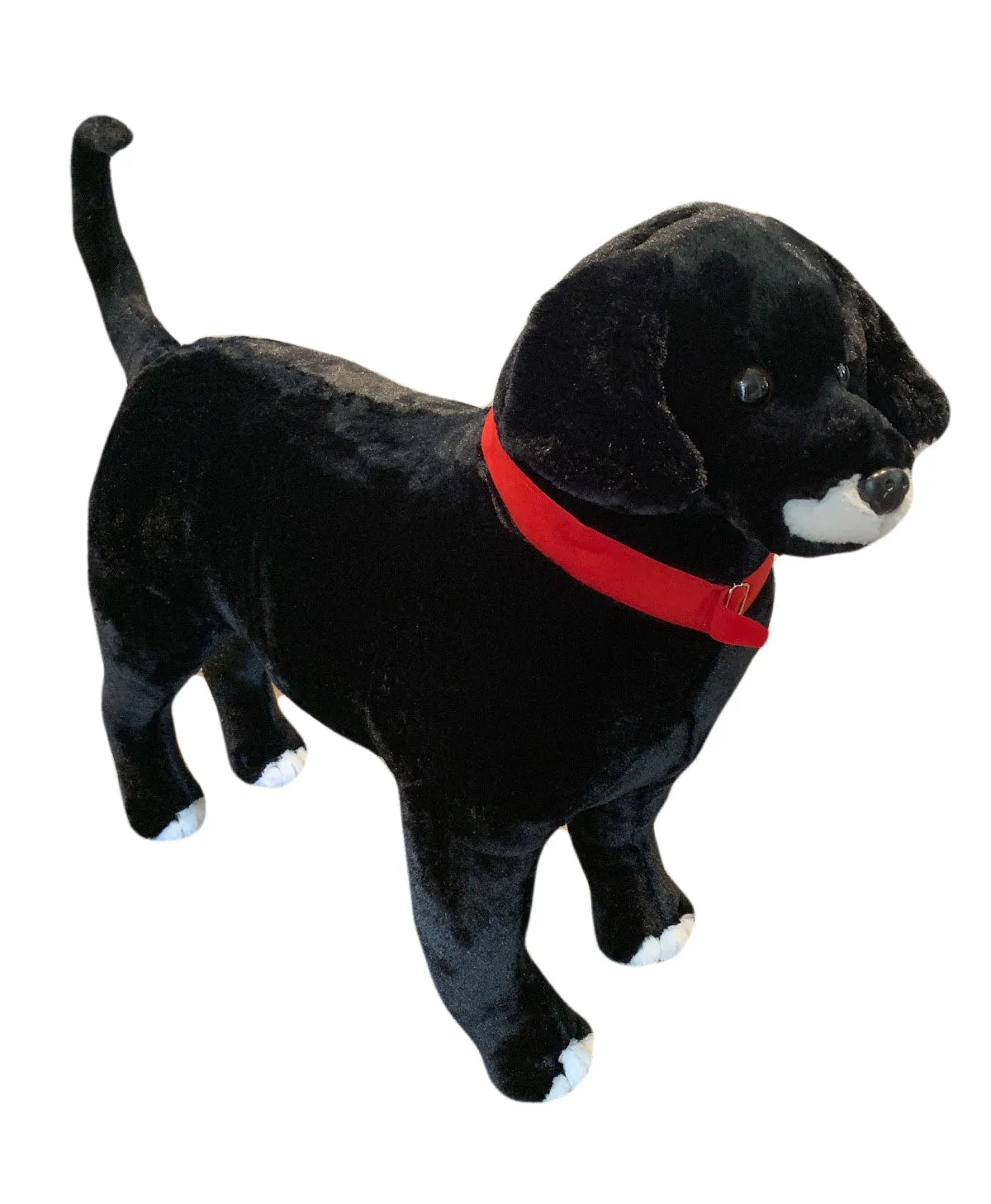 Buddy Standing Dog